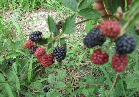 Load image into Gallery viewer, Loch Ness Thornless Blackberry