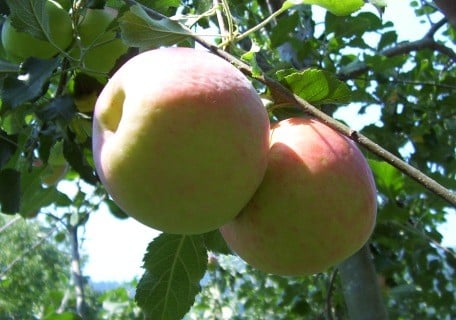 Jonagold Apple