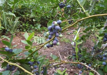 duke blueberry plant Duke Blueberry – Planting Justice