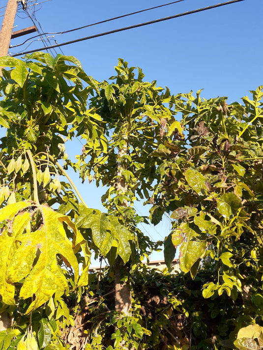 Jamie Mountain Papaya