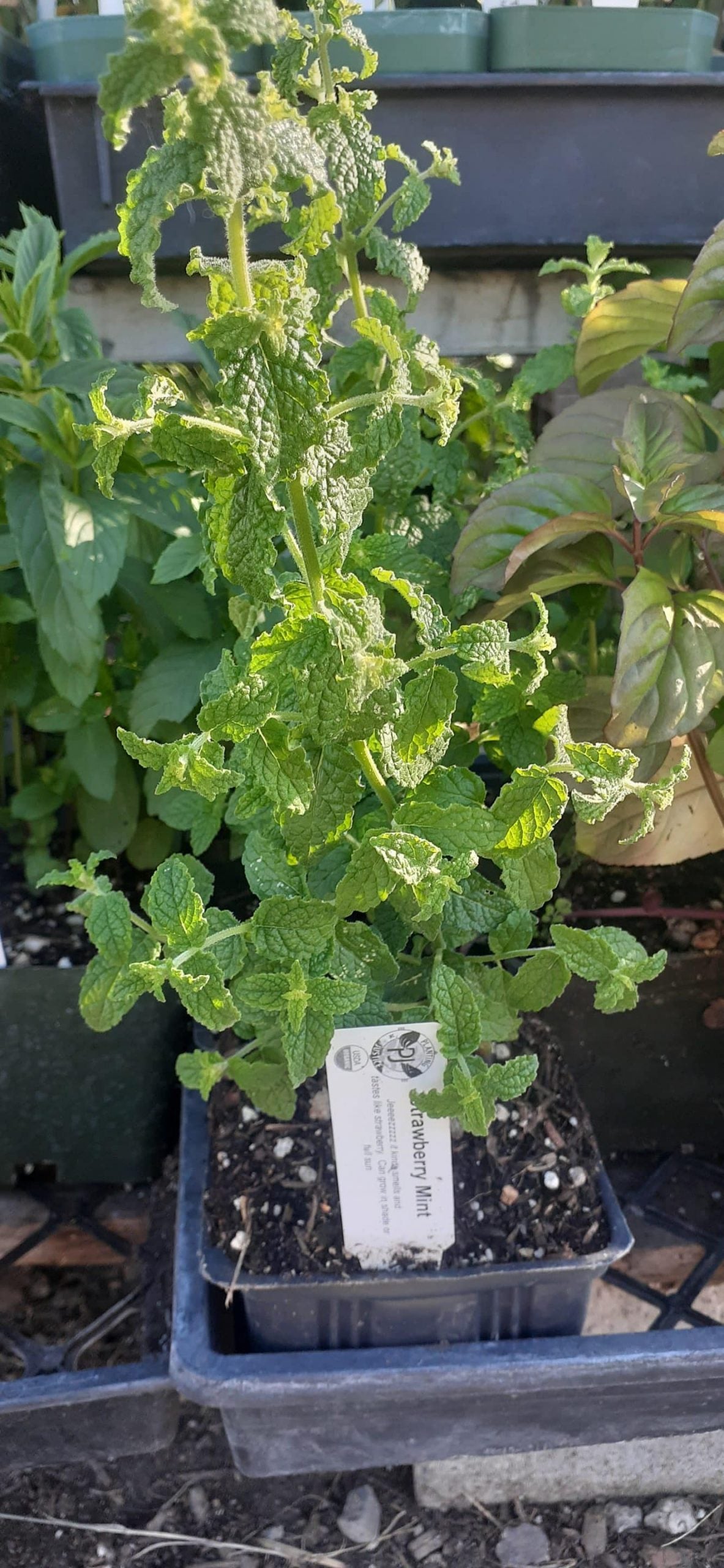 Strawberry Mint
