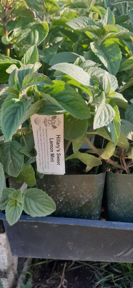 Hillary's Sweet Lemon Mint