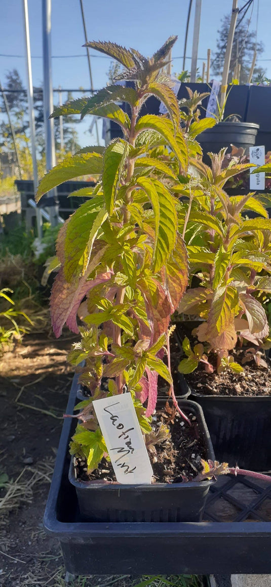 Laotian Mint
