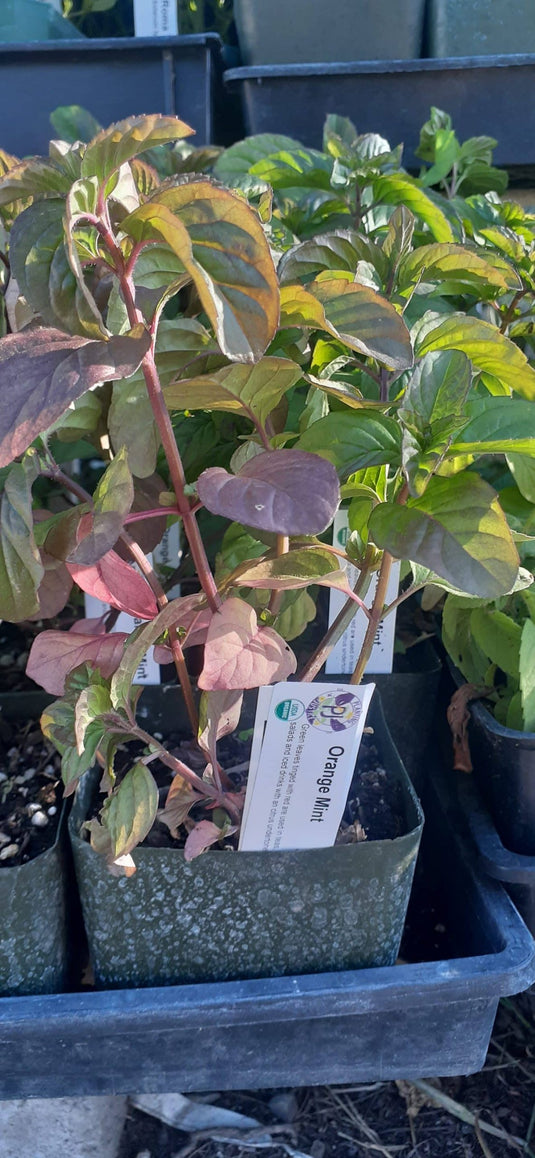 Orange Mint