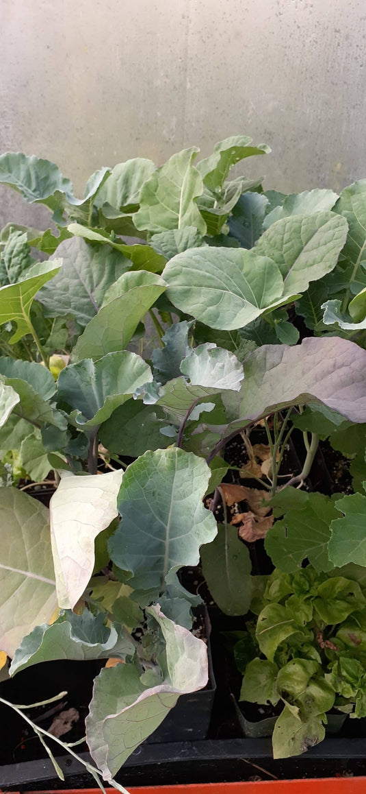 Purple Tree Collard Seedling