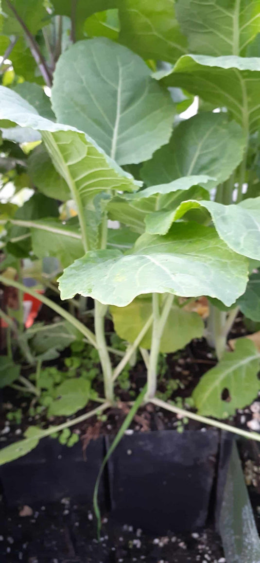 Merritt Perennial Collard Seedling