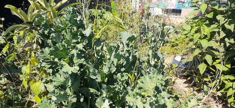 Load image into Gallery viewer, People's Tree Kale