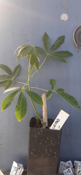 cassava house plant Cassava (Manioc)