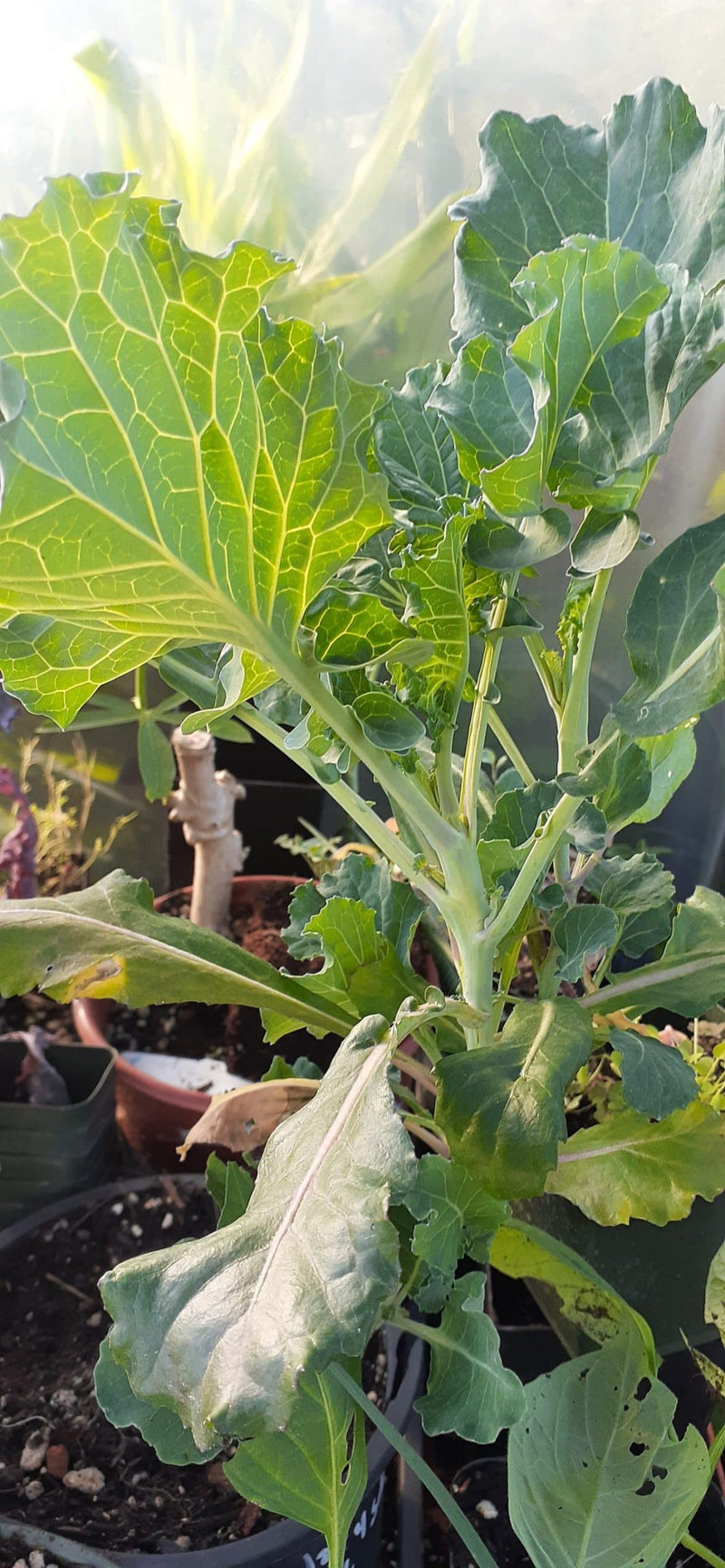 Load image into Gallery viewer, People's Tree Kale