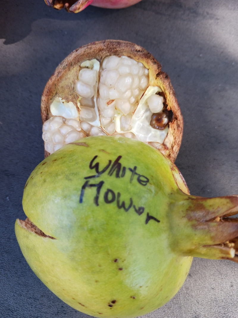 Load image into Gallery viewer, White Flower Pomegranate