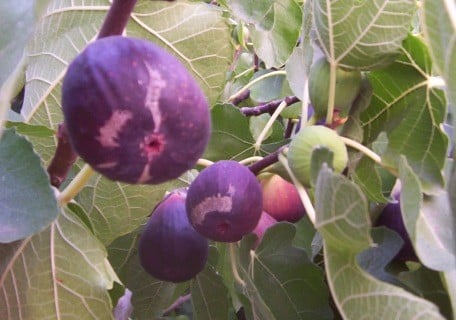 Black Jack Fig