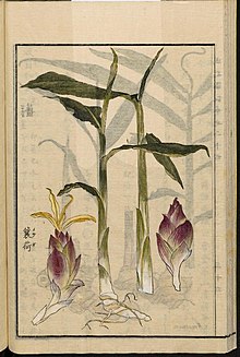 Myoga "Japanese Ginger"