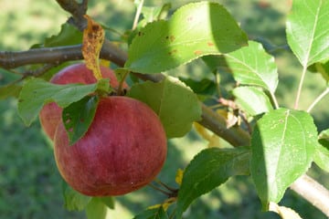 Load image into Gallery viewer, Chestnut Crabapple