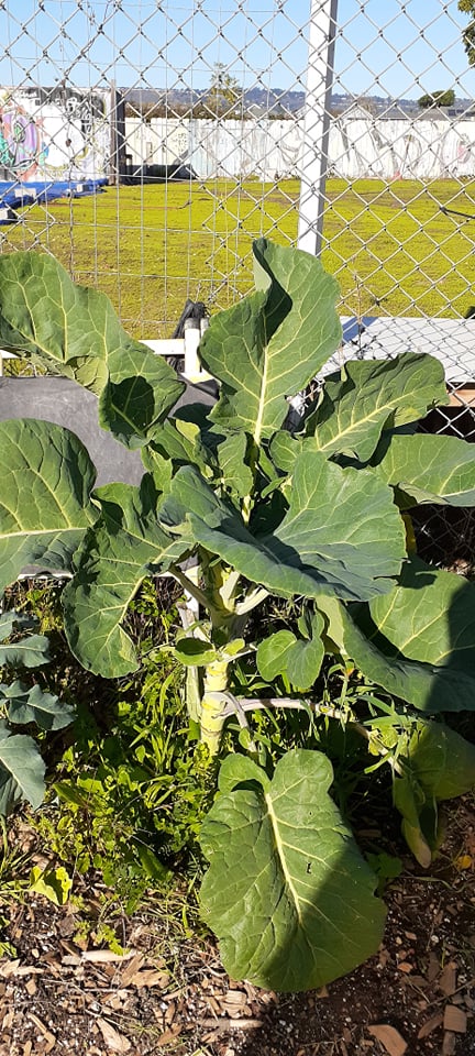 Jolly Green Tree Collard Seedling