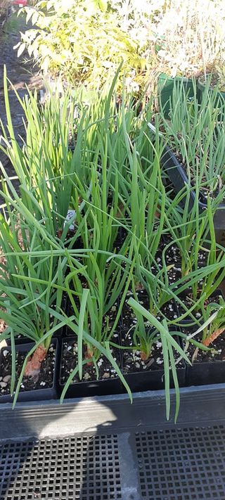 Yellow Potato Onion (perennial multipler)