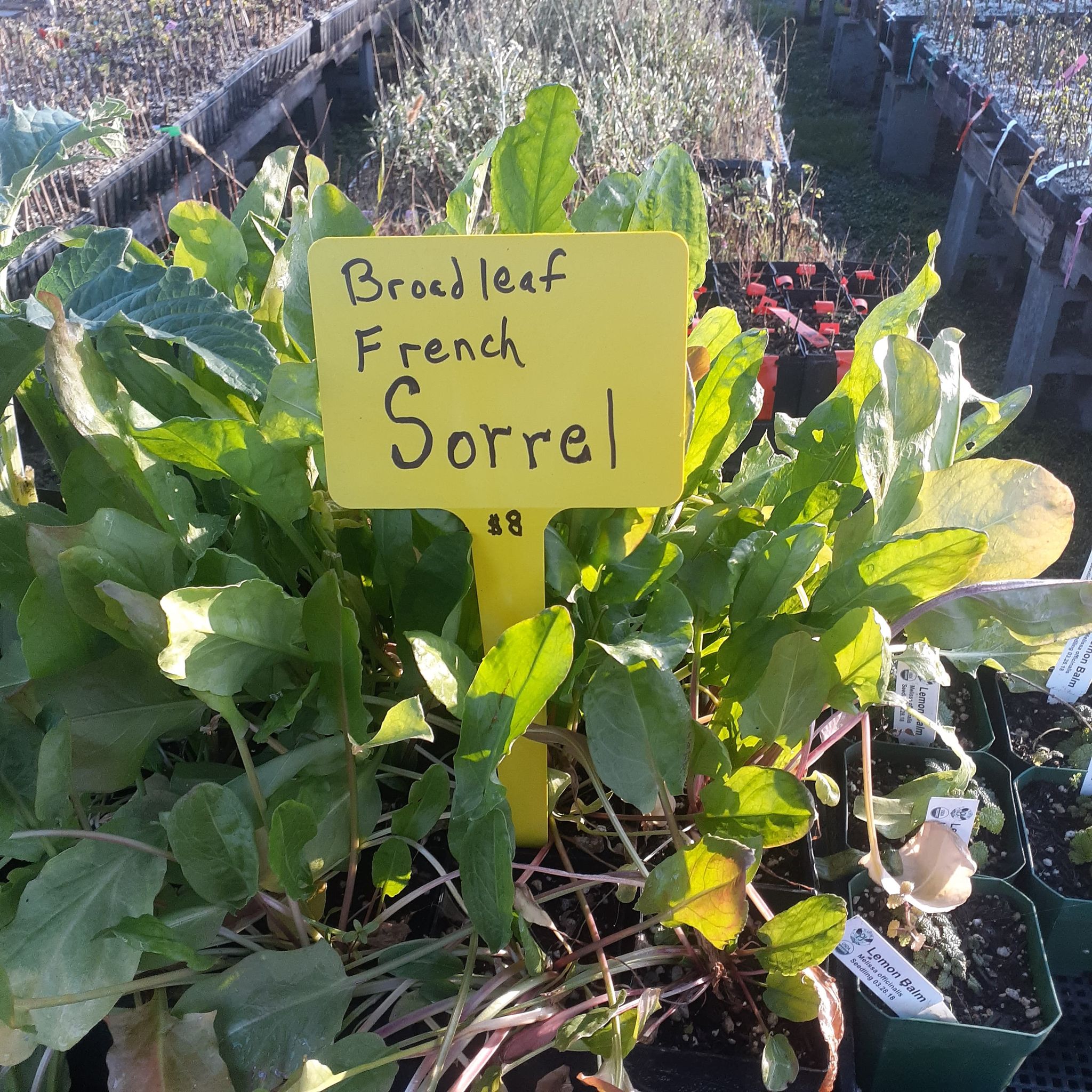 french sorrel plant Broadleaf French Sorrel – Planting Justice