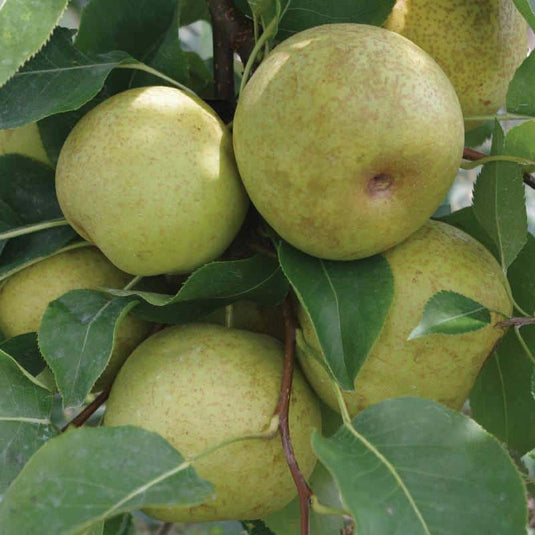 Shinseiki (New Century) Asian Pear