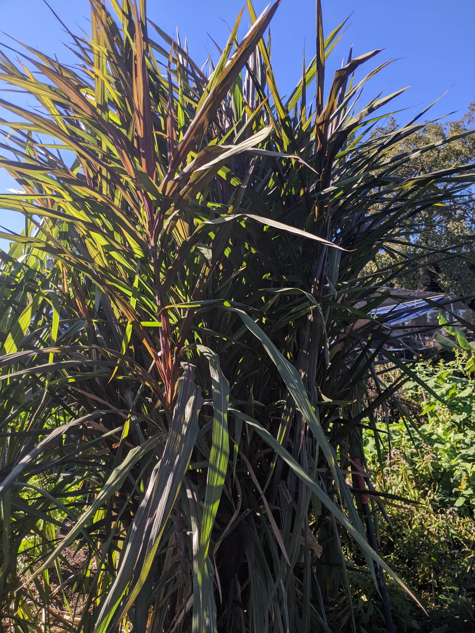 dracaena pele plant Pele's Smoke Sugarcane – Planting Justice