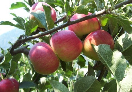 Load image into Gallery viewer, Akane Apple (Malus domestica) (Tokyo Rose)