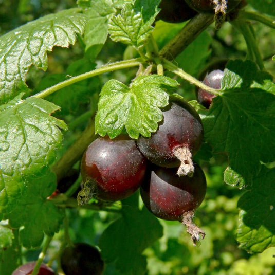 Poorman Gooseberry