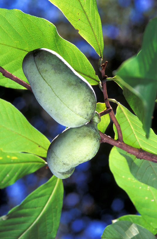 Potomac Pawpaw (Asimina triloba)