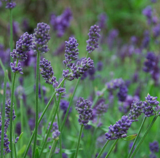 lavender flower in french Provence French Lavender – Planting Justice