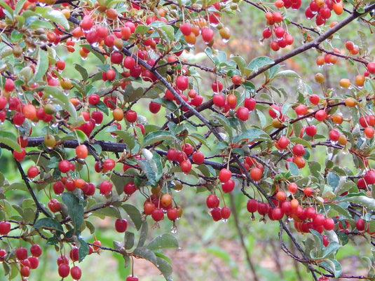 Punch Bowl Autumn Olive