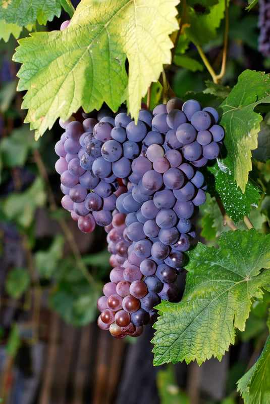 Merlot Grape