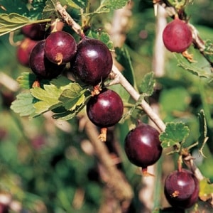 Red George Gooseberry – Planting Justice