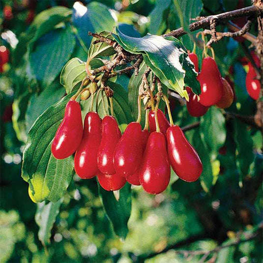 Red Star™ Cornelian Cherry