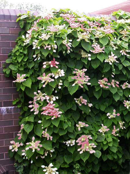 Roseum Japanese Hydrangea Vine (Schizophragma hydrangeoides)