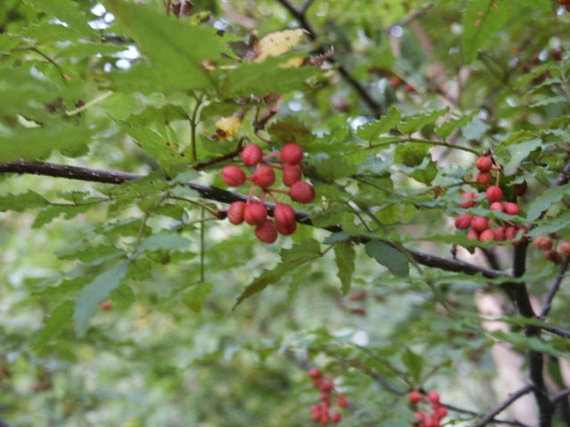 Load image into Gallery viewer, Sansho - Japanese Pepper (seedling) (Zanthoxylum piperitum)
