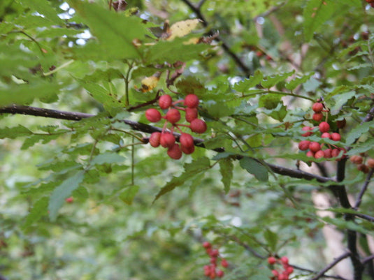 Sansho - Japanese Pepper (seedling) (Zanthoxylum piperitum)