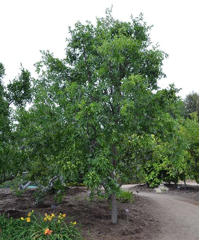 Jujube Seedling (Ziziphus jujuba) – Planting Justice