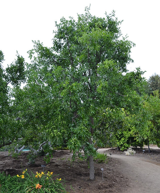 Jujube Seedling (Ziziphus jujuba)