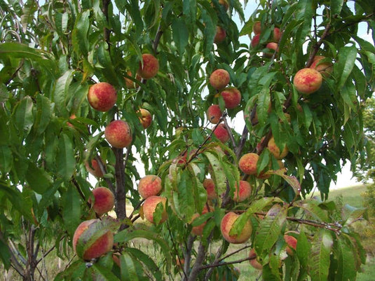 Siberian C Peach
