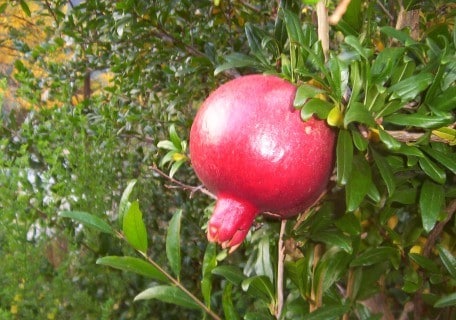 Granada Pomegranate