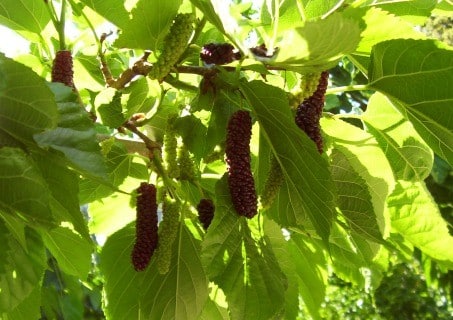 Pakistan Fruiting Mulberry