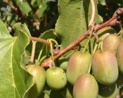 Kiwibean SEED_Lifestyle_1244_R-1000w.jpg