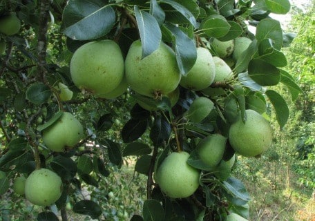 Early Homestead Pear