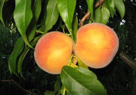 O'Henry Peach – Planting Justice