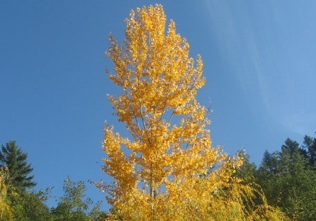 Red Caudina Poplar (Populus hybrid)