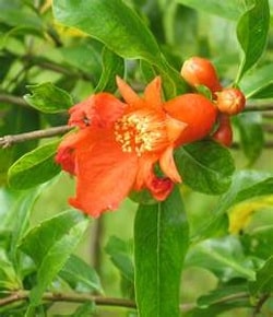 Golden Globe Pomegranate