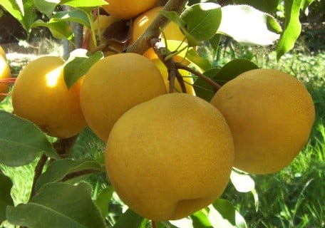 Load image into Gallery viewer, Shinko Asian Pear