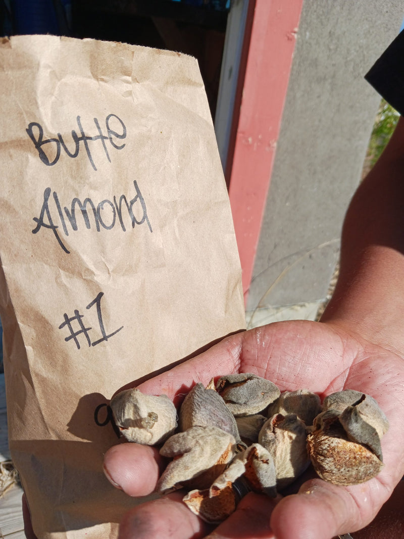 Load image into Gallery viewer, Butte Almond (Prunus Dulcis)