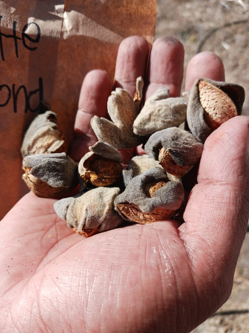 Load image into Gallery viewer, Butte Almond (Prunus Dulcis)