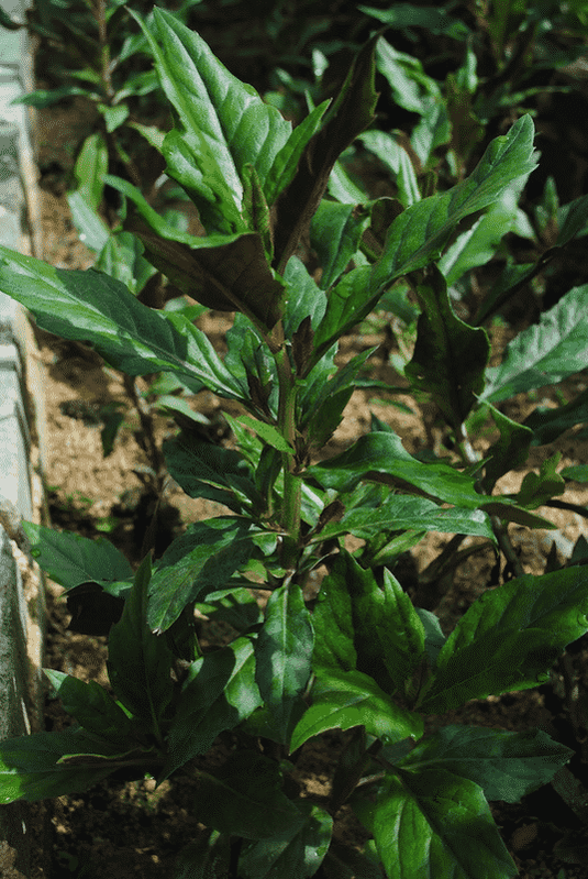 Okinawa Spinach