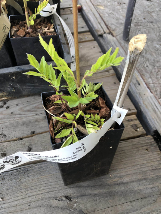 Valerian (Valerian officinalis)