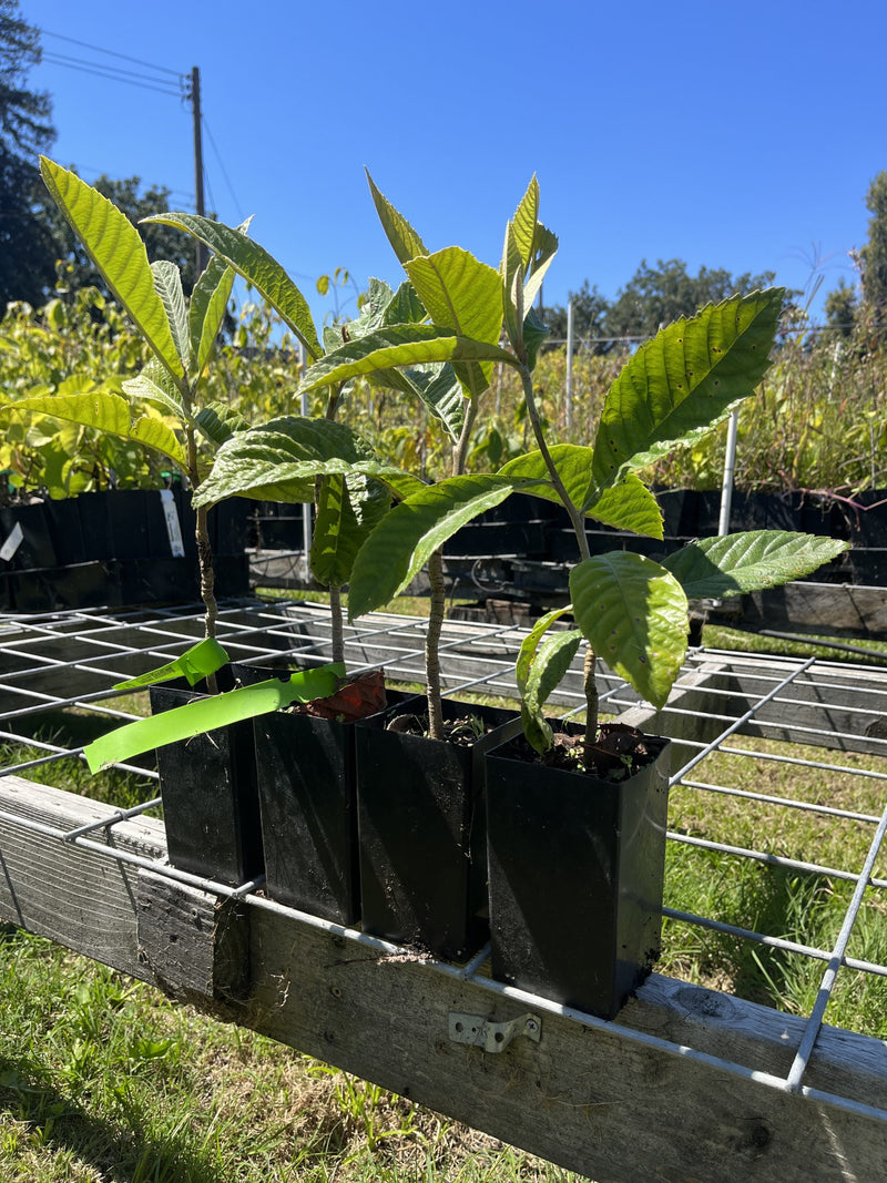 Load image into Gallery viewer, Gold Nugget Seedling Loquat 4 Plant Special