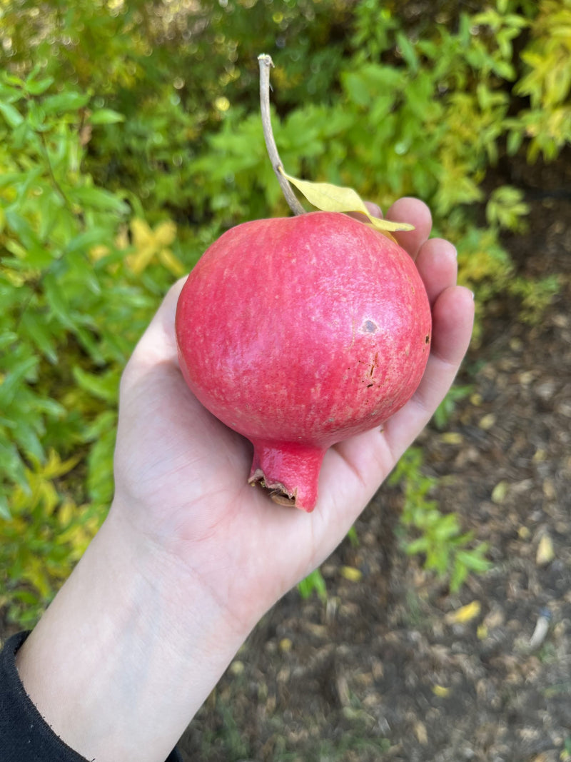 Load image into Gallery viewer, Bala Miursal Pomegranate